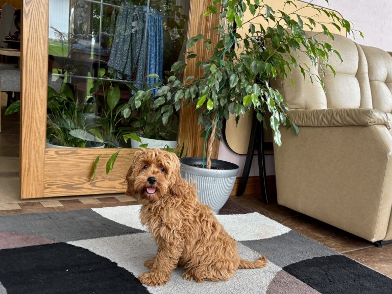 A playful F1b dog sits on a patterned rug in a cozy room with plants and a beige couch in the background.