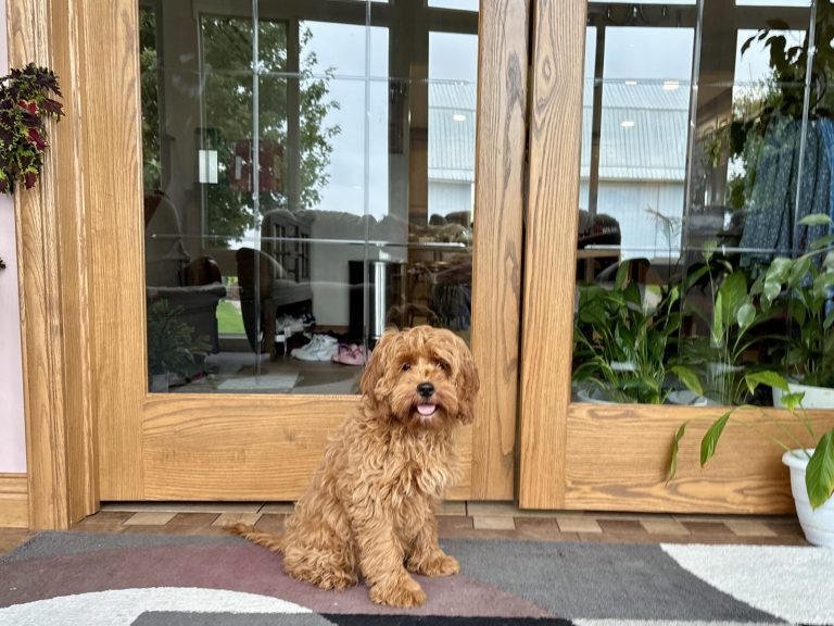 A fluffy brown dog sits on a colorful rug in front of large glass doors, with indoor plants visible behind it.