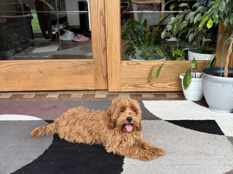 A fluffy, light brown dog lies on a patterned rug near a wooden door, surrounded by indoor plants.