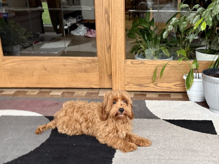 A fluffy, golden-brown dog rests on a patterned rug near a wooden door with plants in the background.