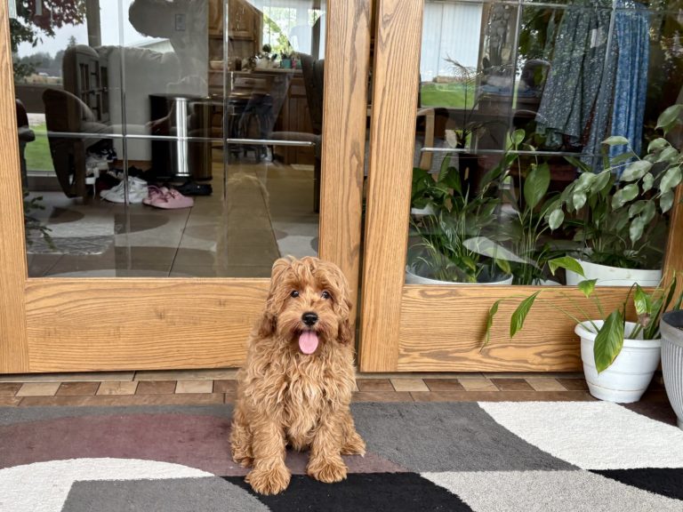 A fluffy brown dog sits on a patterned rug in front of glass doors, with indoor plants and a cozy home visible behind.