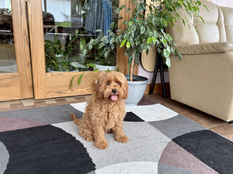 A fluffy, light brown dog sits on a patterned rug near a potted plant and a beige couch, with glass doors in the background.