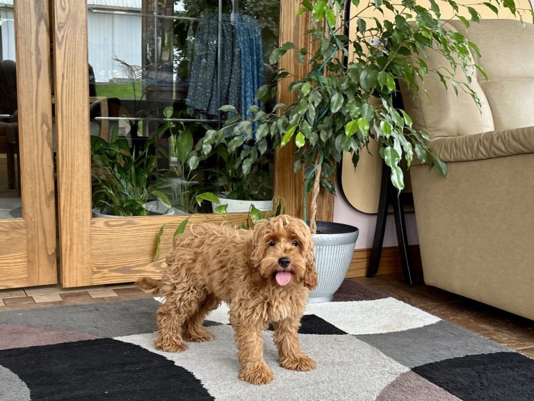 A playful F1b Labradoodle stands on a patterned rug in a cozy indoor setting with plants and large glass doors.