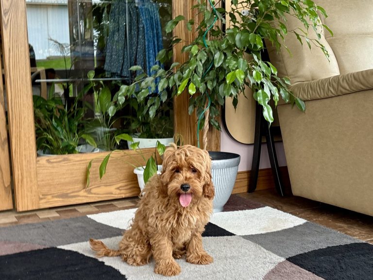 A playful F1b puppy sits on a patterned rug in a cozy indoor space with plants and a comfortable chair.