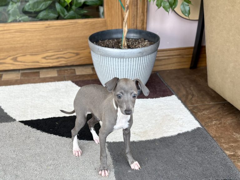 Happy Italian Greyhound puppy from Indiana breeder