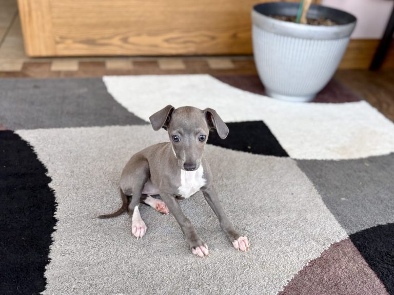 Italian Greyhound puppy face close-up