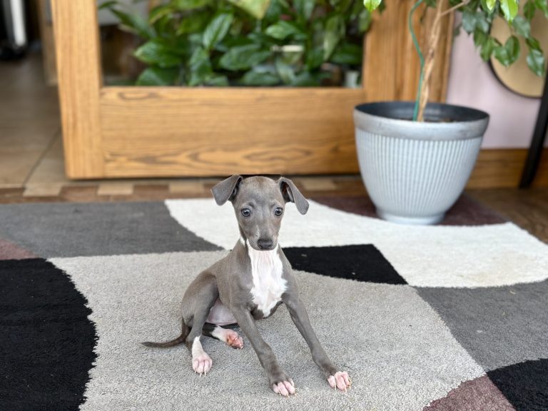 Lovable Italian Greyhound puppy ready for a family