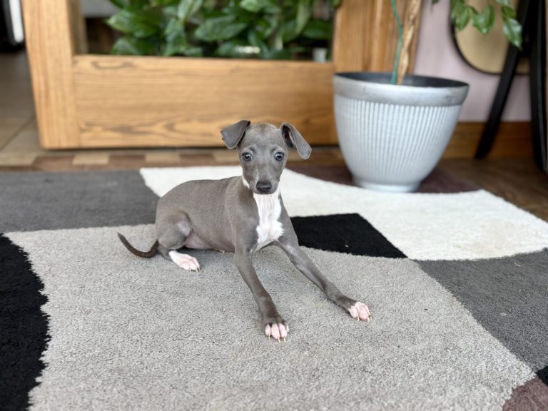 Italian Greyhound puppy sitting calmly