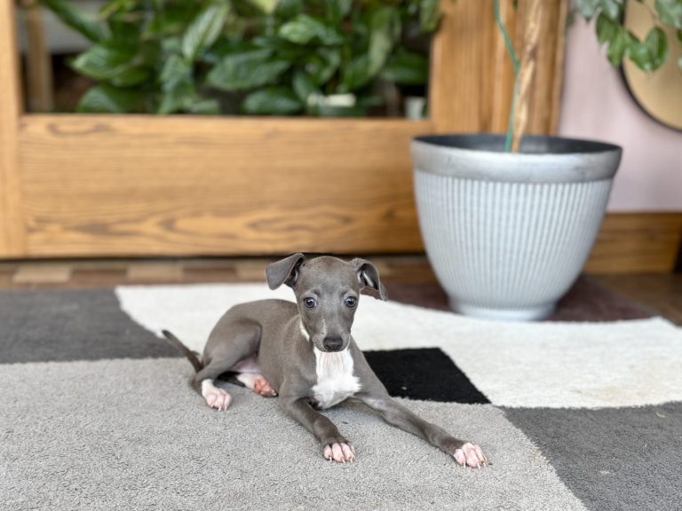 Italian Greyhound puppy raised by Family Puppies