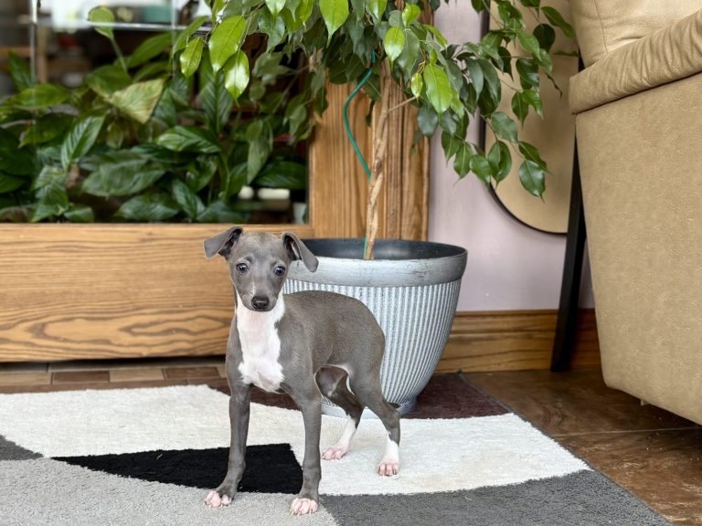 Young Italian Greyhound puppy with short smooth coat