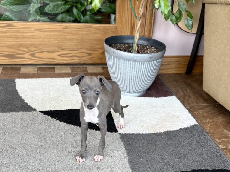 Elegant Italian Greyhound puppy with a sleek coat