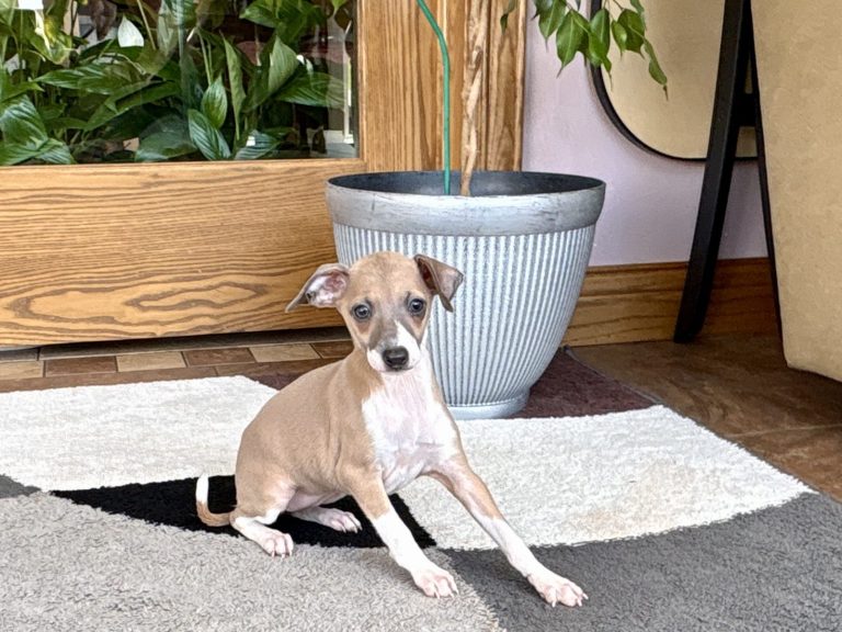Italian Greyhound puppies at Family Puppies in Nappanee Indiana
