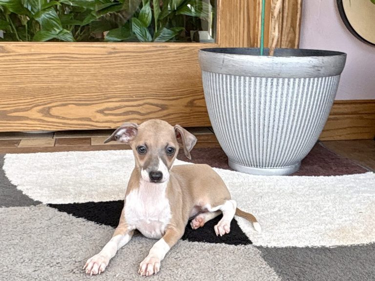 Small Italian Greyhound companion puppy
