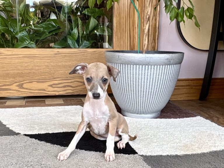 Italian Greyhound puppy available at Family Puppies