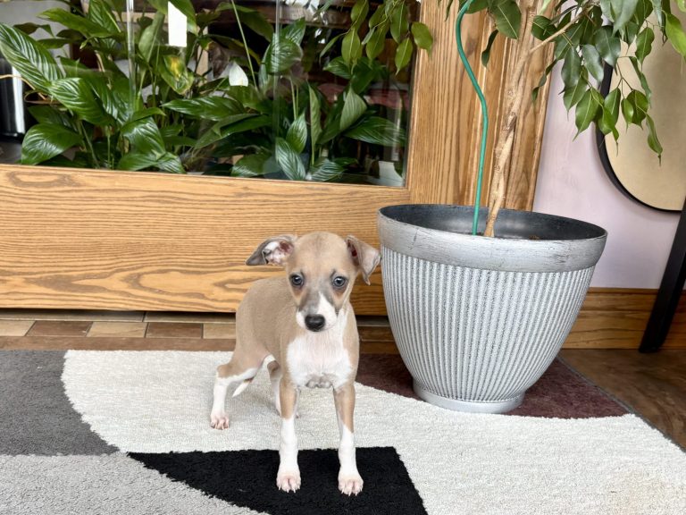 Gentle Italian Greyhound puppy sitting quietly