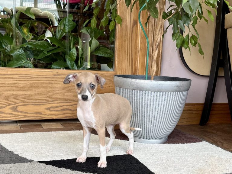 Italian Greyhound puppy with short smooth coat