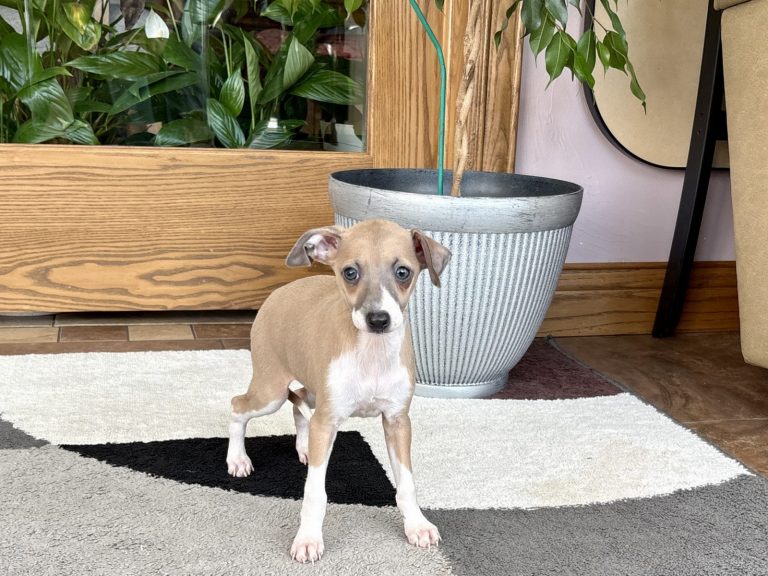Small Italian Greyhound puppy with a slender build