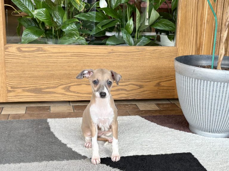 Sweet Italian Greyhound puppy with a gentle expression