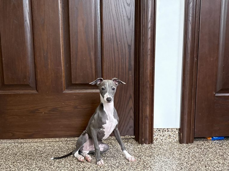 A small gray and white dog sits beside a wooden door, looking curiously at the camera in a cozy indoor setting.