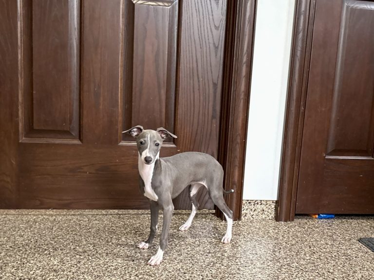 A small gray dog stands by a wooden door, showcasing its playful demeanor in a cozy indoor setting.