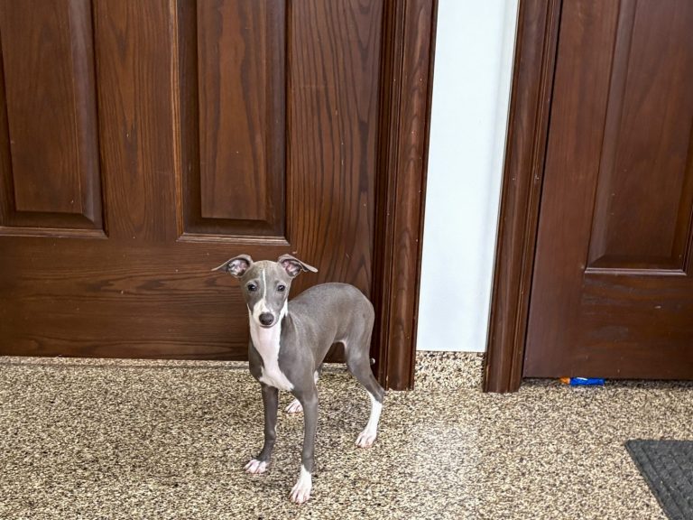 A small gray dog stands in front of wooden doors, showcasing its curious expression and playful demeanor.