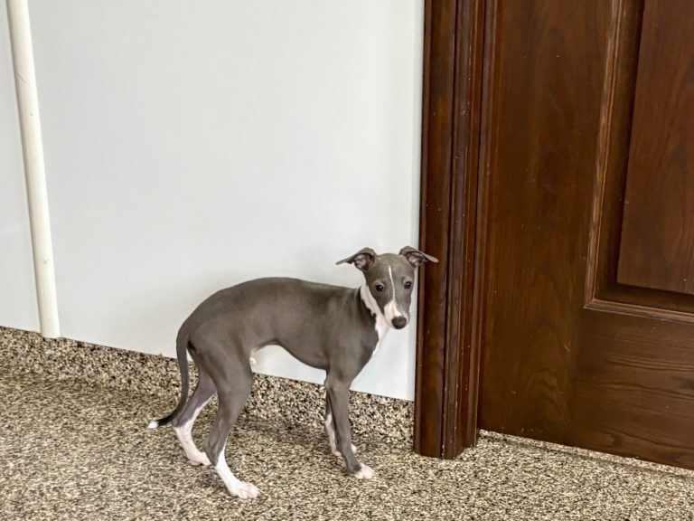 A small gray and white dog stands curiously near a wooden door in a bright, clean room.