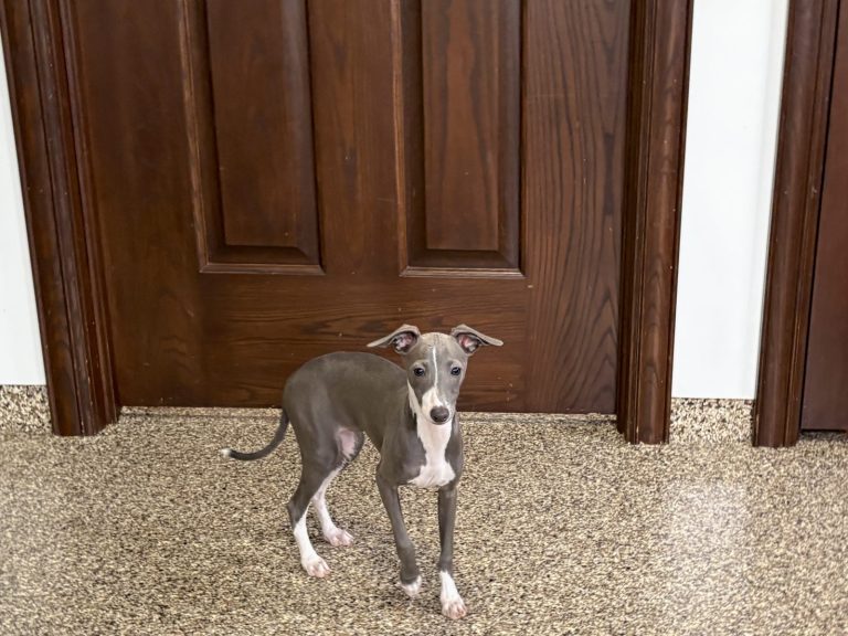 A small gray dog stands on a speckled floor in front of a wooden door, looking curiously at the camera.
