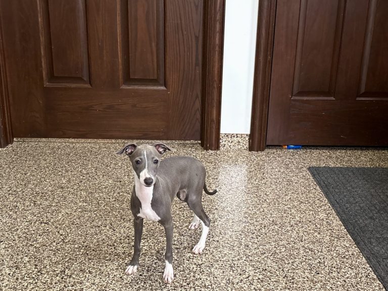 A small gray dog stands on a speckled floor in front of two wooden doors, looking curiously at the camera.