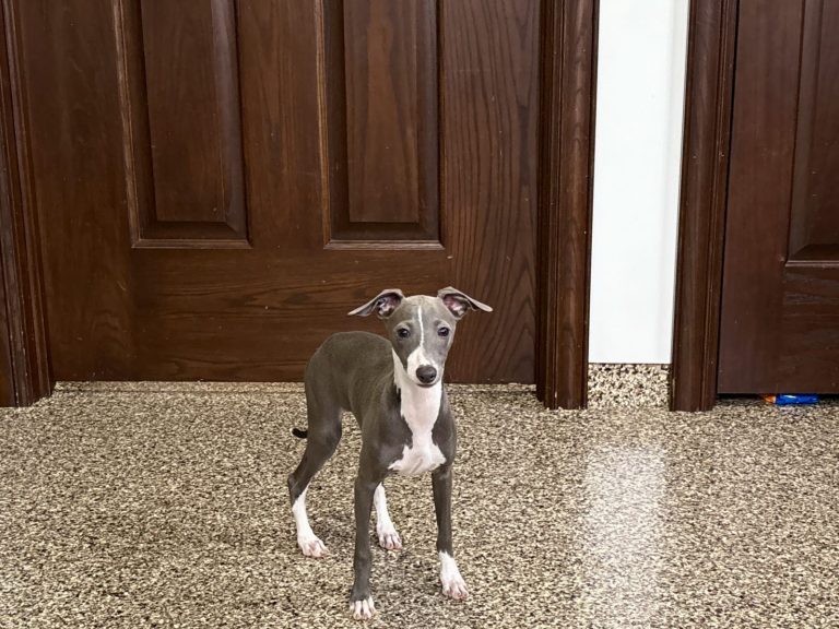 A playful gray and white dog stands on a speckled floor in front of wooden doors, exuding curiosity and charm.
