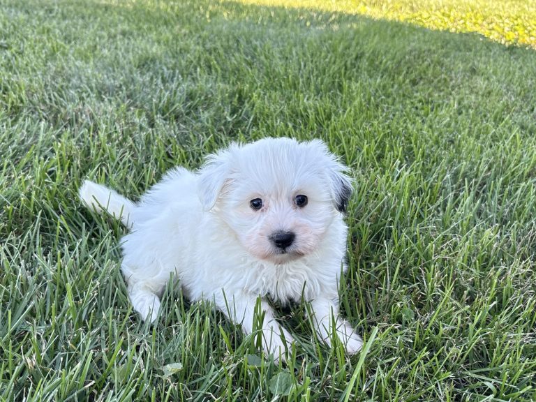 Fluffy white Havanese puppy sitting in green grass, showcasing its playful and adorable nature.