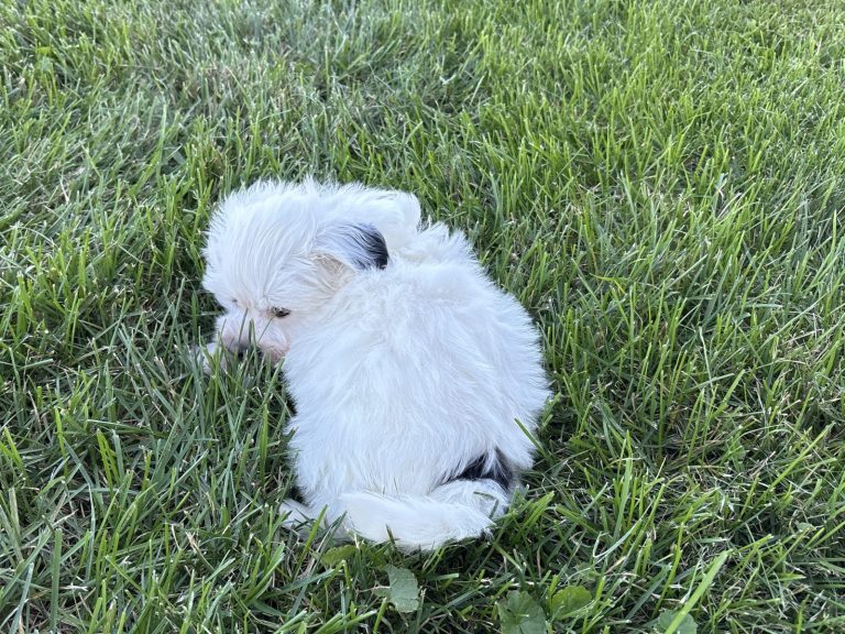 A fluffy Havanese puppy rests in lush green grass, showcasing its playful and gentle nature.