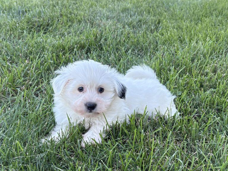 Fluffy white Havanese puppy resting on green grass, showcasing its playful and adorable nature.