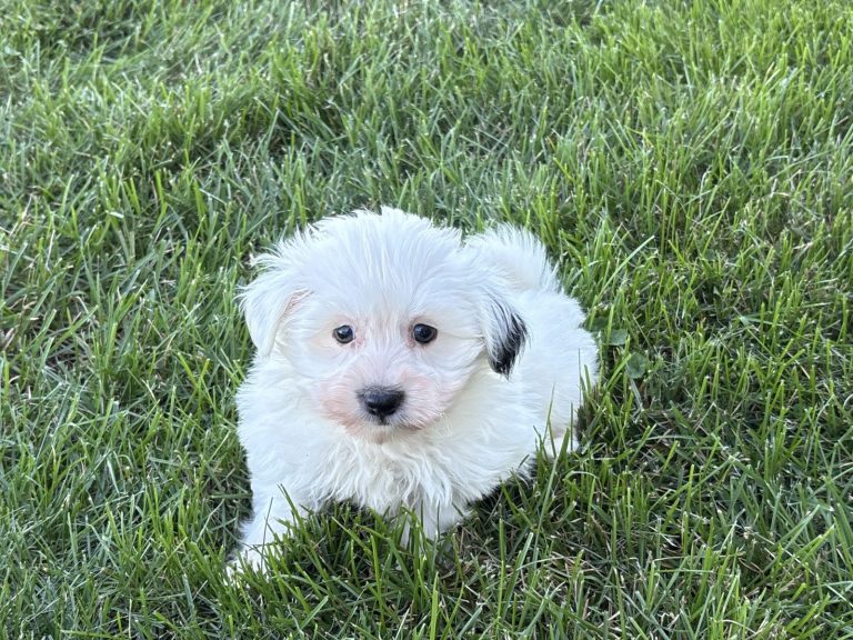 Fluffy white Havanese puppy sitting on green grass, showcasing its playful and adorable nature.
