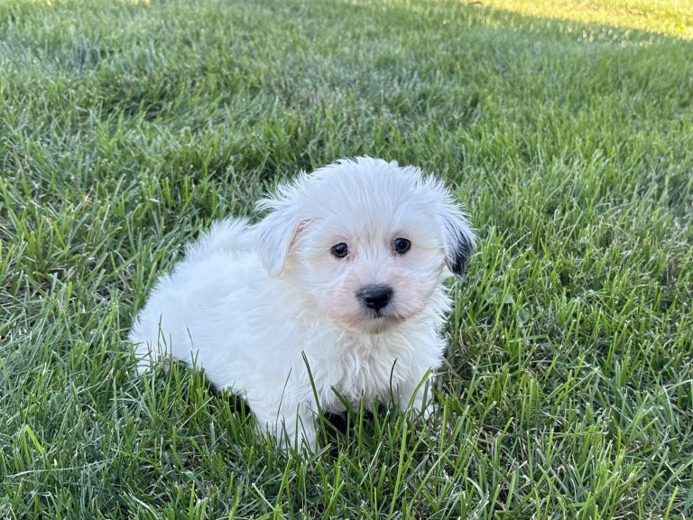 Fluffy white Havanese puppy sitting on green grass, showcasing its playful and adorable nature.