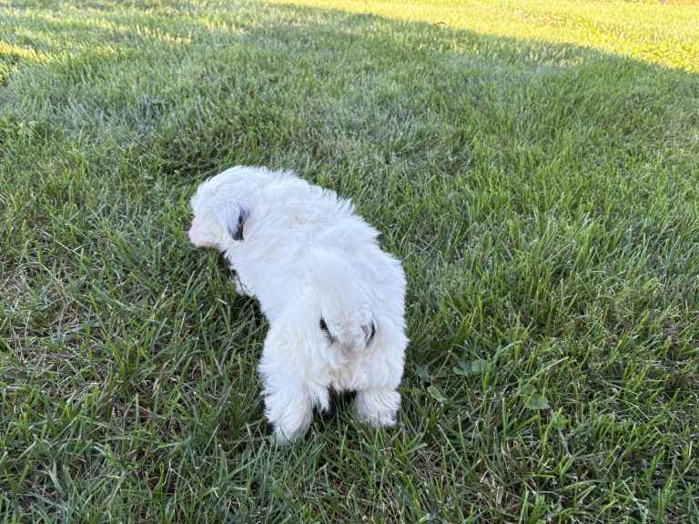 Fluffy white Havanese puppy exploring lush green grass in a sunny outdoor setting.
