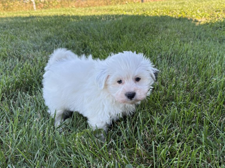 Fluffy white Havanese puppy exploring green grass in a sunny outdoor setting.