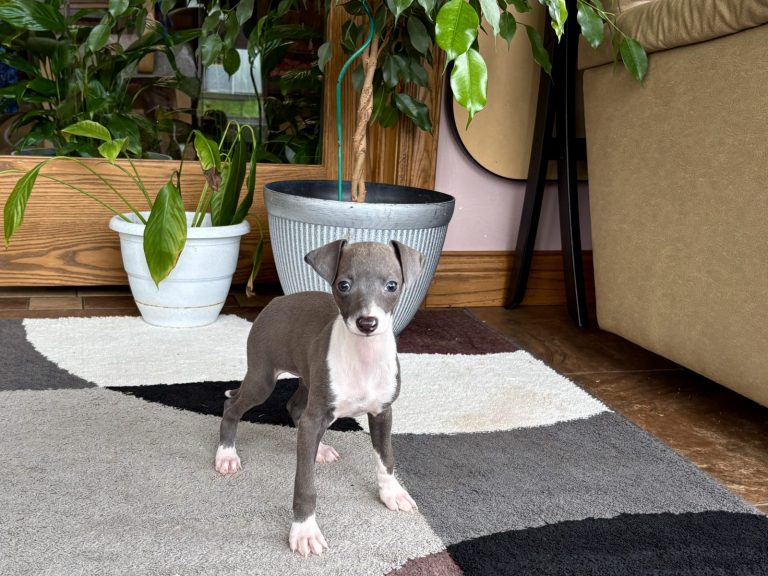 Grey and white Italian Greyhound puppy standing on a soft surface