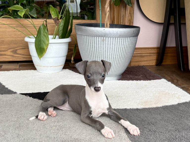 Grey and white Italian Greyhound puppy resting comfortably