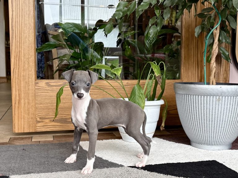 Italian Greyhound puppy with grey fur and white paws