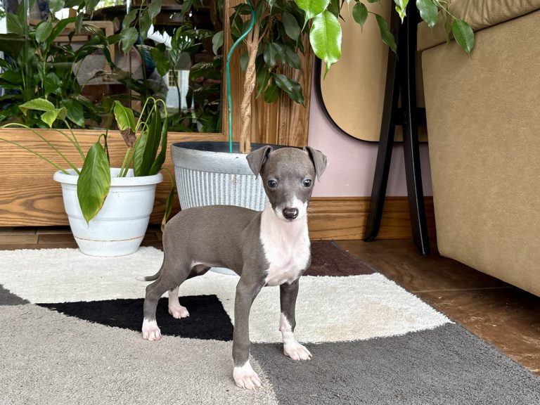 Playful grey and white Italian Greyhound puppy