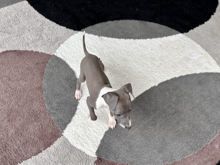 Grey and white Italian Greyhound puppy with alert ears