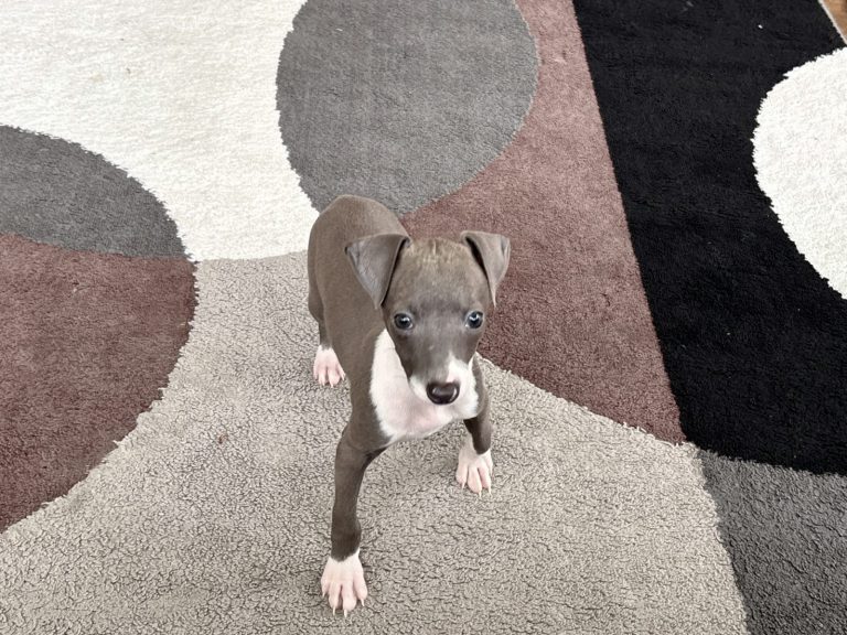 Young grey and white Italian Greyhound puppy
