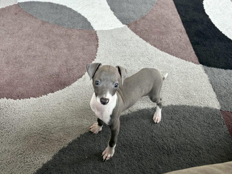 Grey and white Italian Greyhound puppy posing for a photo