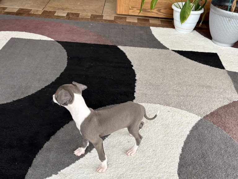 Italian Greyhound puppy with grey coat and white chest
