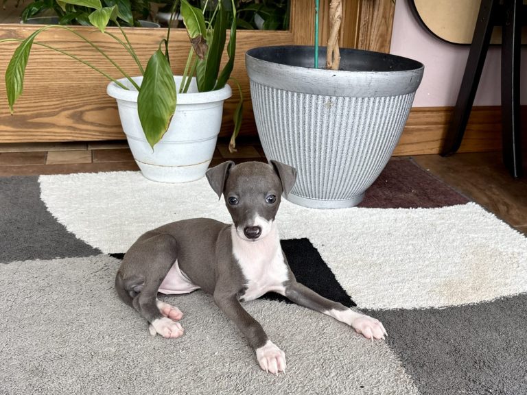 Grey Italian Greyhound puppy with white markings
