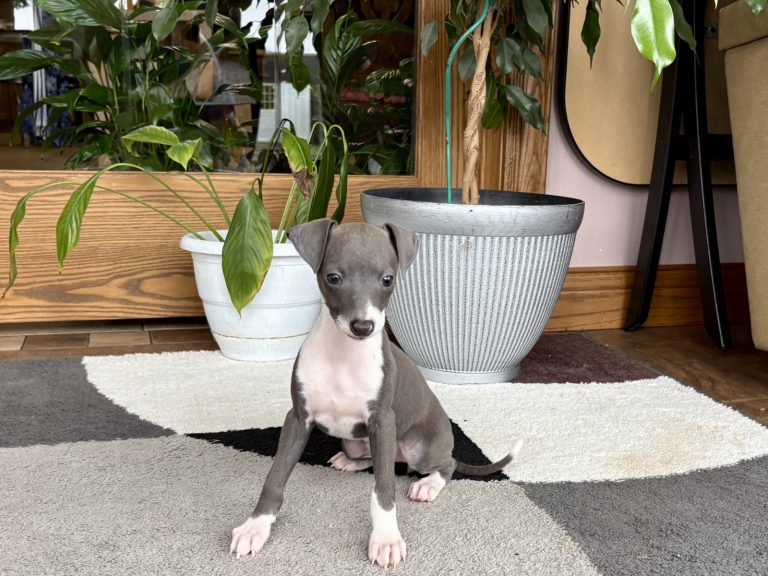 Grey and white Italian Greyhound puppy looking at the camera
