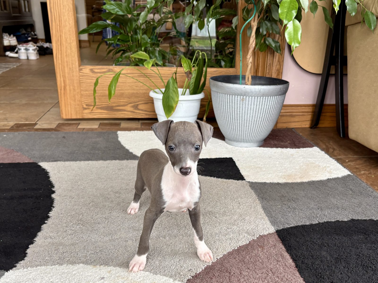 Italian Greyhound Puppy standing on a carpet