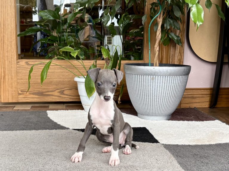 Small grey and white Italian Greyhound puppy sitting calmly