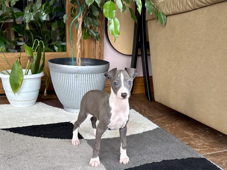 Grey and white Italian Greyhound puppy standing and looking forward
