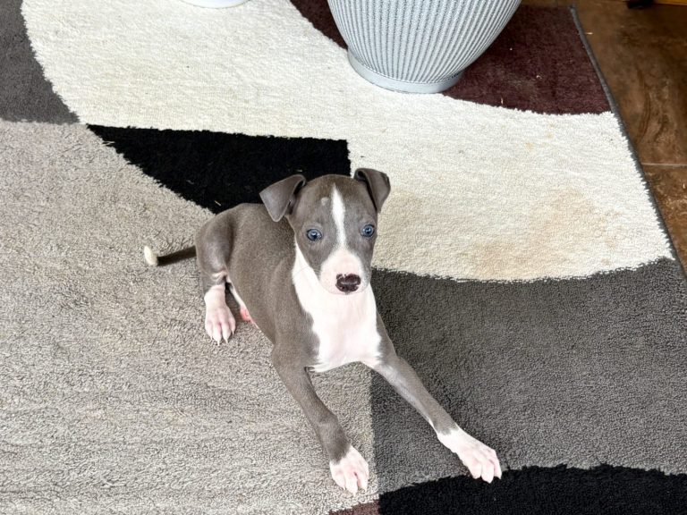 Small Italian Greyhound puppy with grey and white coloring